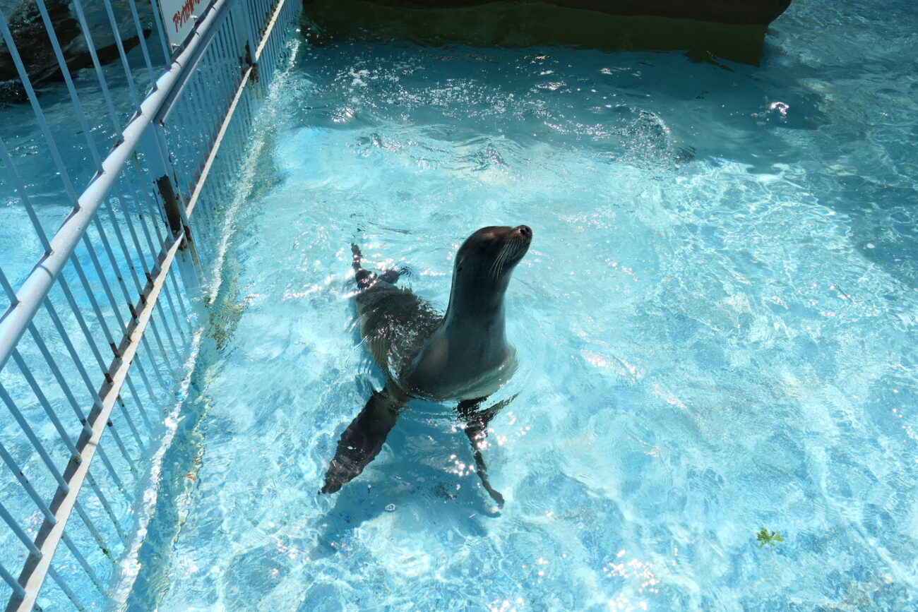 城山動物園のアシカ